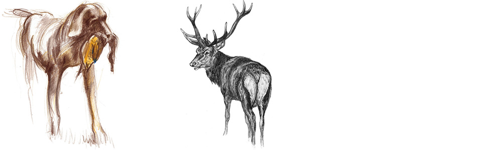 Illustration – Aus der Tierwelt